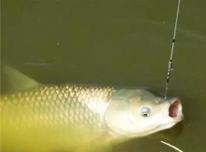 钓鱼饵料怎么样压薄?提升鱼获的关键技术解析