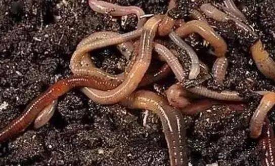 钓鱼饵料养蚯蚓盒子,让蚯蚓繁殖更高效