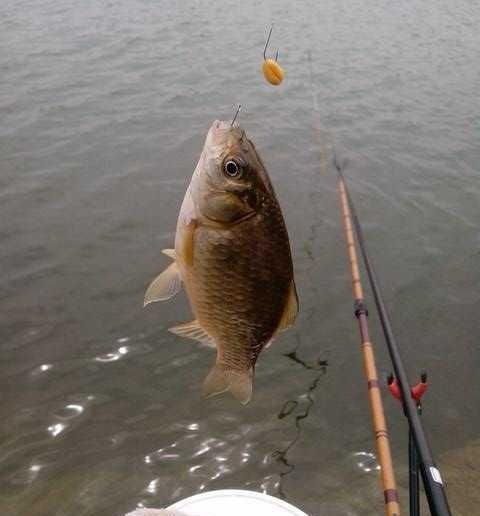 钓鱼饵料的正确安装方法,提升钓鱼技巧的秘诀