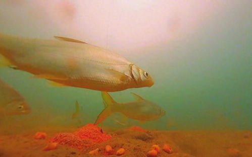 河塘钓鱼饵料投放秘籍,让鱼儿主动上钩的秘诀