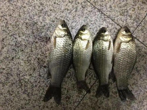 钓鱼饵料怎么拉大饵子呢?这些技巧让你的鱼儿上钩更轻松!