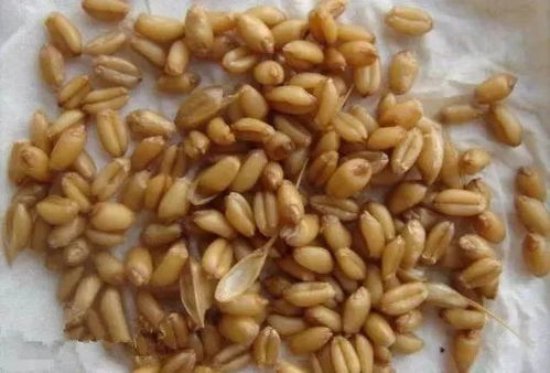 蜂蜜钓鱼饵料的简易制作与使用方法