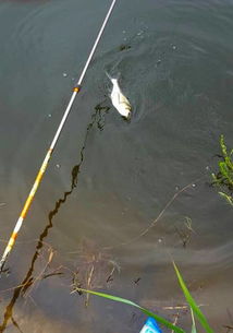 新手必看,钓鱼饵料放味道的秘诀