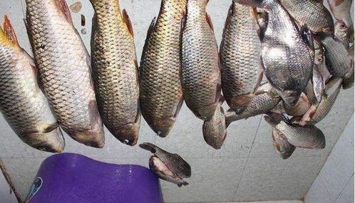 钓鱼饵料新选择,鸡肠晒干制作全攻略(附视频教程)