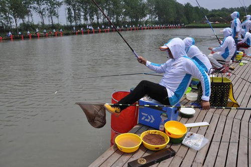 手竿钓鱼饵料大小怎么选,从基础到实战的全面指南