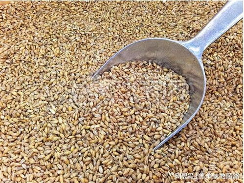 自制钓鱼饵料粉末的完美配方与制作方法