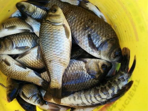 新手钓鱼饵料怎么找鱼的?这份饵料选择秘籍请收好!