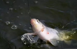 钓鱼饵料摆花,让鱼儿眼前一亮的艺术