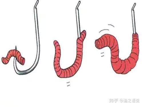 蚯蚓钓鱼全攻略，从入门到精通的饵料与假饵使用指南