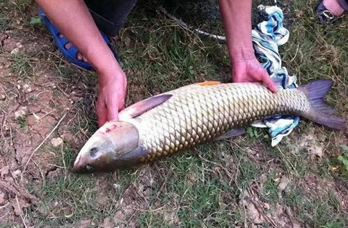 玉米钓鱼饵料怎么做?这份详细教程让你鱼获翻倍!