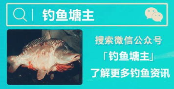 钓鱼饵料怎么配秒上鱼,实战秘籍