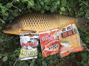 户外钓鱼饵料没了怎么办,应急方案与实用技巧