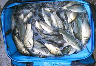 野河钓鱼饵料怎么拉饵,从入门到精通的完整指南