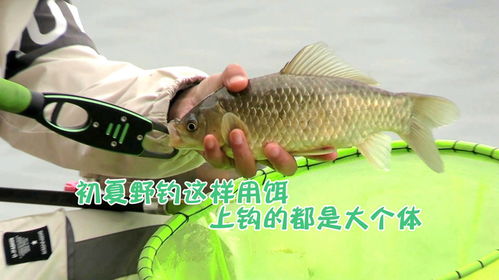 野钓主播必看！饵料使用秘籍，让鱼儿疯狂上钩！