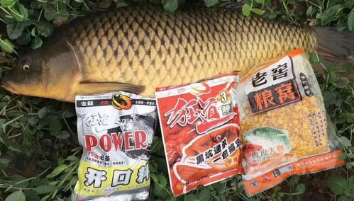 钓鱼饵料怎么样选择好