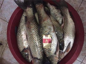 自制钓鱼饵料,秘制黄金配方,轻松钓大鱼!