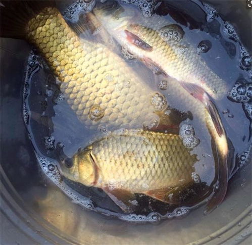 黑水塘钓鱼饵料怎么配?这份秘方让你鱼获翻倍