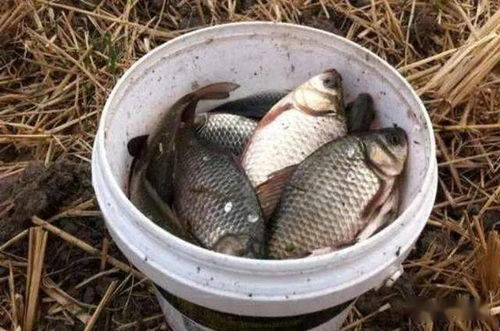 挤压式钓鱼饵料使用秘籍，让鱼儿疯狂咬钩的秘诀