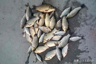 9月钓鱼饵料怎么配,三种秋季必试配方,轻松钓大鱼!