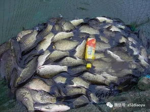 钓鱼高手必学,饵料味型分辨的实战指南