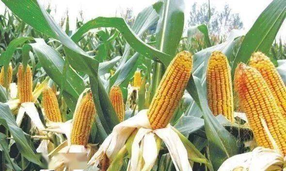 玉米王钓鱼饵料怎么样?深度评测与使用心得