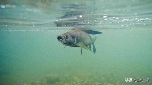 彻底解决钓鱼饵料招苍蝇的问题,聪明钓鱼不再烦恼