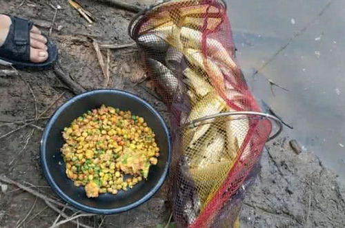 河虫挂饵钓鱼全攻略，从新手到高手的饵料选择与操作技巧