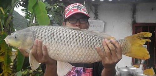 甲鱼塘放饵料的秘诀,科学方法兼顾鱼与甲鱼的健康