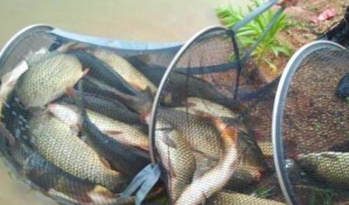 自制钓鱼饵料好吗?这样做效果惊人