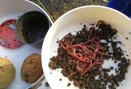 假虾饵料的诱惑力,如何让假虾成为钓鱼高手的秘密武器