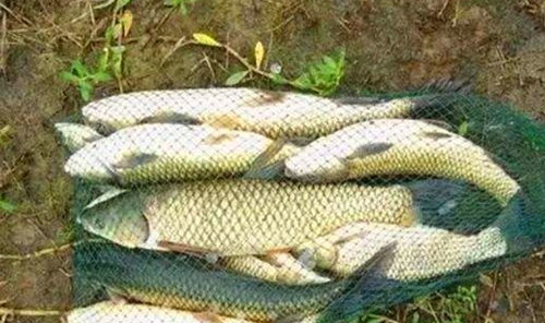 钓鱼饵料变干了怎么办？这些应急处理方法让你轻松应对！