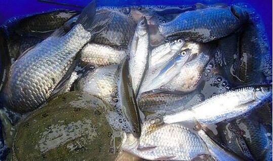 钓鱼老手的饵料选择秘籍,如何挑选适合大头杆的优质饵料