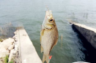 钓鱼饵料怎么配?这些小知识让你的鱼获翻倍!