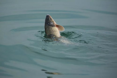 钓鱼饵料怎么挂钩不被鱼吃,提高上钩率的实用技巧