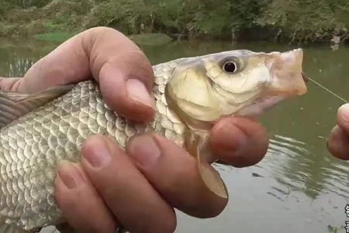 小物件钓鱼饵料的妙用,提升钓获的实用指南