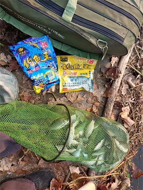 自作小麦钓鱼饵料，天然诱惑，钓获满满