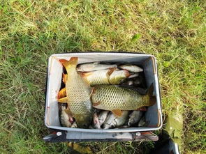 手竿钓鱼饵料怎么拌好吃,从入门到精通的饵料秘籍