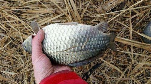 自制钓鱼饵料秘籍,让鱼儿疯狂咬钩的秘诀