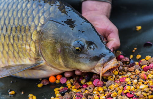 钓鱼饵料挂玉米怎么样,天然诱饵的科学与艺术