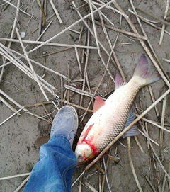 原神钓鱼饵料秘方大公开!让你的鱼儿疯狂上钩!