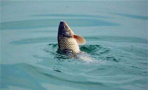 钓鱼饵料玉米怎么弄好吃?掌握这5个秘制配方,鱼儿见了都疯狂!