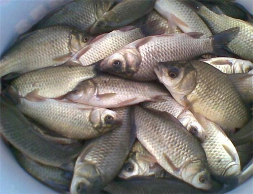 钓鱼饵料不掉色的秘诀,让鱼儿疯狂咬钩的秘诀