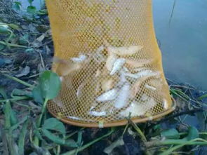 蛆虫钓鱼饵料怎么用？这份秘籍让你轻松上鱼！