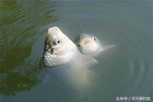钓鱼饵料怎么才中鱼?掌握这5个关键技巧,鱼获翻倍!