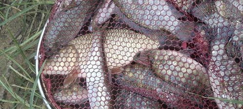 春夏季野钓饵料怎么选?这份指南让你钓获翻倍!