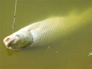 钓鱼饵料怎么做有酒味?手把手教你制作诱鱼神器,轻松钓大鱼!