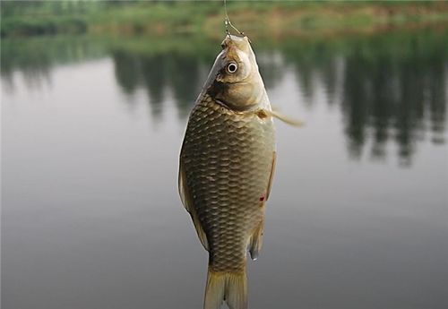自制钓鱼饵料,打造专属诱鱼神器,轻松征服鱼群!