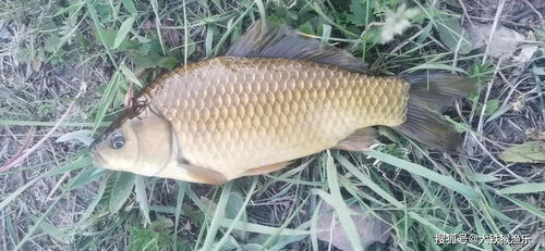 鱼饵料钓鱼王香腥怎么用,让鱼儿疯狂咬钩的秘密武器