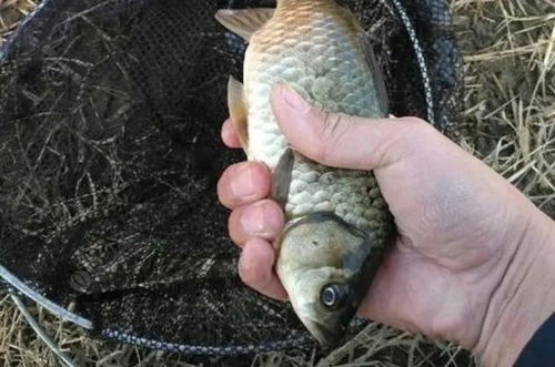 钓鱼饵料小虫怎么钓的视频,揭秘!用小虫饵料钓鱼的顶级技巧,视频教程让你鱼获翻倍