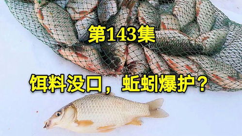 钓饵妙用,轻松上鱼的实战指南